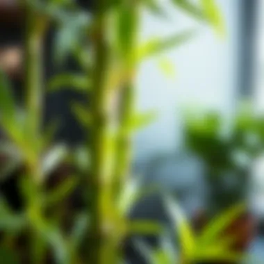 Lush Greenery of Lucky Bamboo Close-up of lucky bamboo stalks highlighting lush greenery