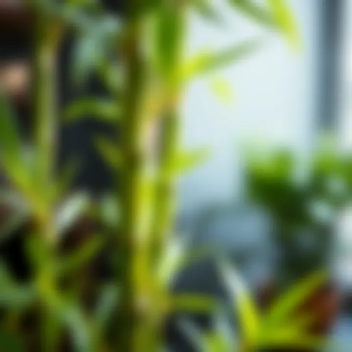 Lush Greenery of Lucky Bamboo Close-up of lucky bamboo stalks highlighting lush greenery