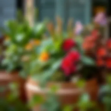 A beautifully arranged deep planter showcasing vibrant plants