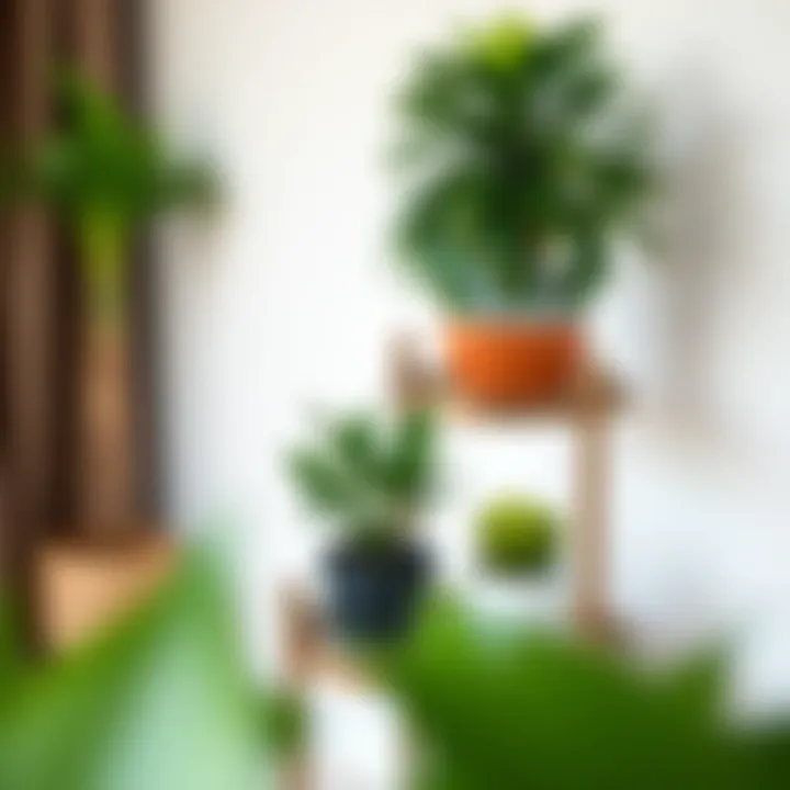 Close-up of plant selection on a stylish three tier stand