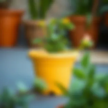 Notable Exploring the Practicality and Aesthetics of 6 Inch Plastic Flower Pots Notable Exploring the Practicality and Aesthetics of 6 Inch Plastic Flower Pots