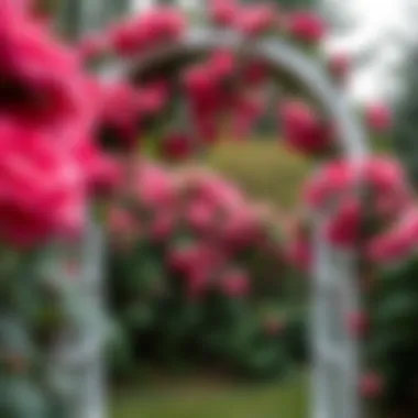 Elegant Garden Arch with Roses A stunning extra wide garden arch adorned with climbing roses