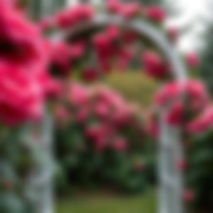 Elegant Garden Arch with Roses A stunning extra wide garden arch adorned with climbing roses