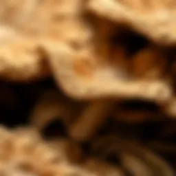 Close-up of mushroom sheets showcasing texture and color