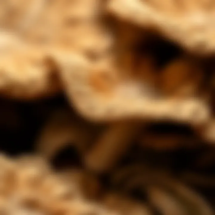 The Unique Texture of Mushroom Sheets Close-up of mushroom sheets showcasing texture and color