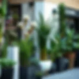 A variety of tall plants in stylish outdoor planters