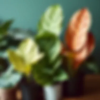 Diverse Species of Elephant Ear Plants Different species of elephant ear plants arranged for comparison