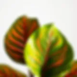 Vibrant elephant ear plant leaves showcasing their unique shape