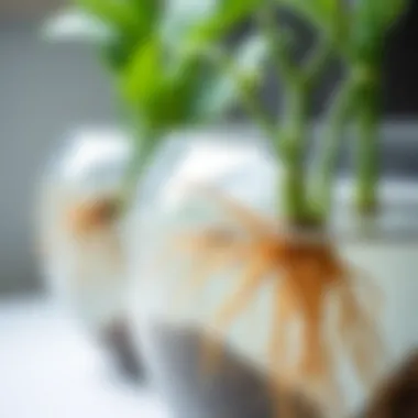 Roots Thriving in Water Planters Close-up of plant roots thriving in a water planter